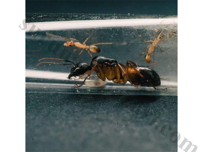 Camponotus Sanctus Tek Kraliçe